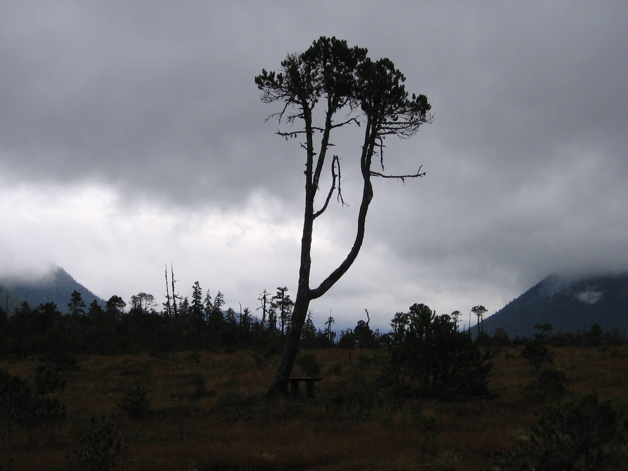 Our "Gandalf Tree", in a muskeg in Alaska